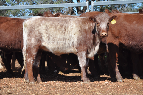 30 NSM 100% Shorthorn Future Breeders - WEANER & YEARLING SALE Lot 371