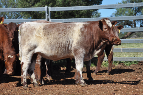 30 NSM 100% Shorthorn Future Breeders - WEANER & YEARLING SALE Lot 371