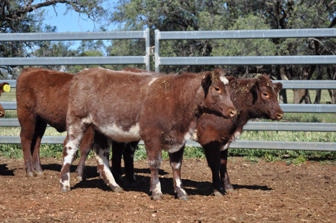 14 NSM EU ACCREDITED SHORTHORN HEIFERS - WEANER & YEARLING SALE Lot 372