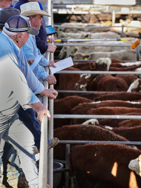 DUBBO STORE CATTLE SALES