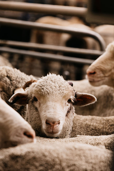 DUBBO PRIME SHEEP AND LAMB SALE