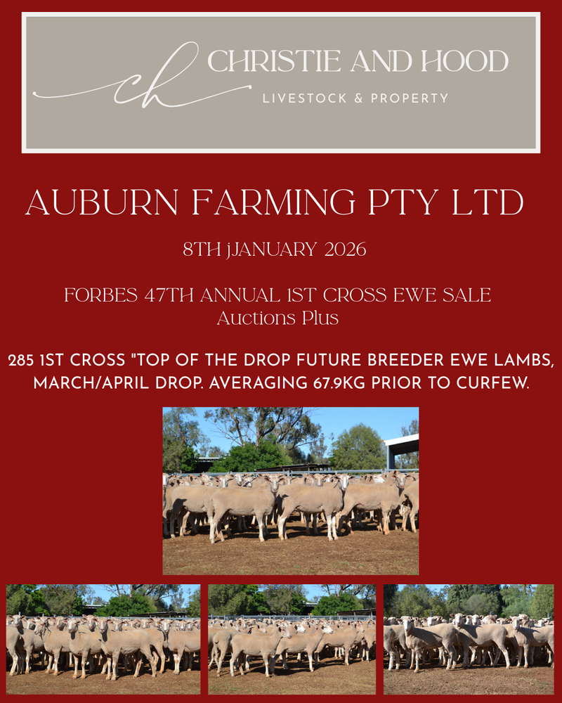 285 Future Breeder Ewe Lambs - Auburn Farming