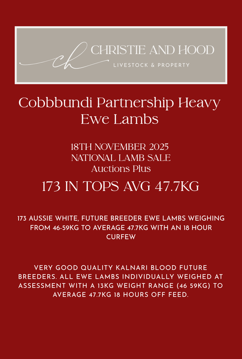 173 Future Breeder Ewe Lambs Tops - Cobbundi Partnership