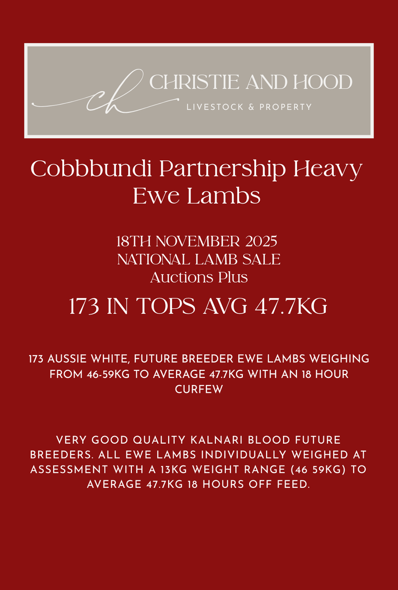 173 Future Breeder Ewe Lambs Tops - Cobbundi Partnership