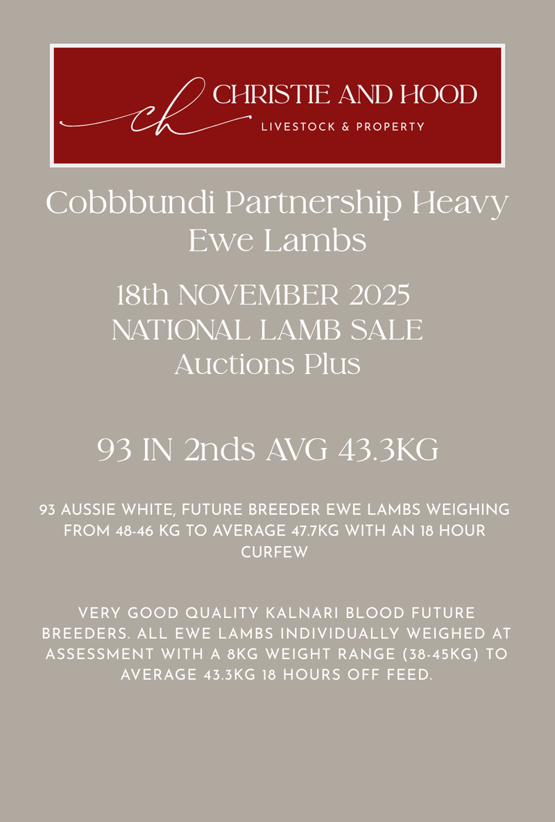 93 Future Breeder Ewe Lambs 2nds - Cobbundi Partnership