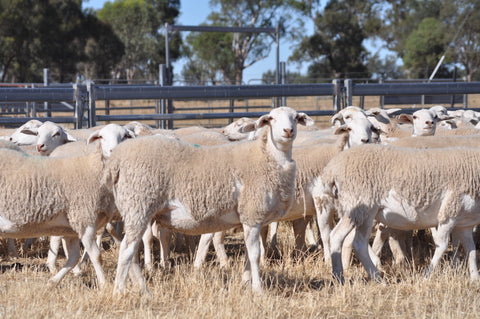 173 Future Breeder Ewe Lambs Tops - Cobbundi Partnership
