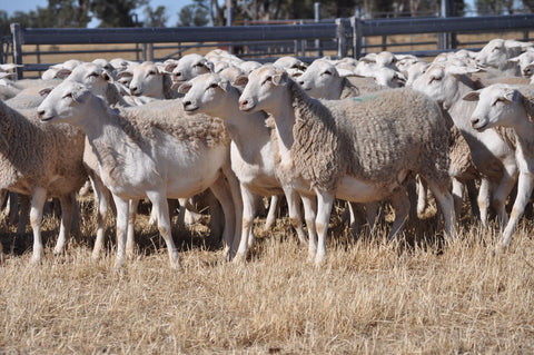 173 Future Breeder Ewe Lambs Tops - Cobbundi Partnership