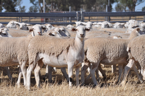 173 Future Breeder Ewe Lambs Tops - Cobbundi Partnership