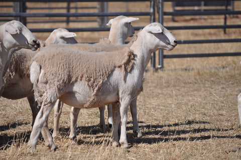 93 Future Breeder Ewe Lambs 2nds - Cobbundi Partnership