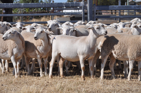 93 Future Breeder Ewe Lambs 2nds - Cobbundi Partnership