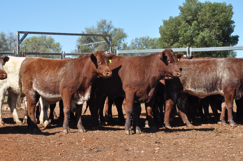 30 NSM 100% Shorthorn Future Breeders - WEANER & YEARLING SALE Lot 371
