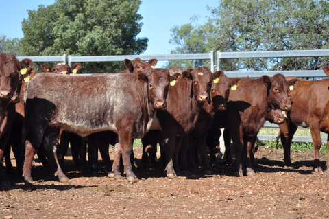 30 NSM 100% Shorthorn Future Breeders - WEANER & YEARLING SALE Lot 371