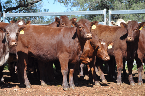 30 NSM 100% Shorthorn Future Breeders - WEANER & YEARLING SALE Lot 371