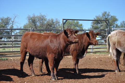 30 NSM 100% Shorthorn Future Breeders - WEANER & YEARLING SALE Lot 371
