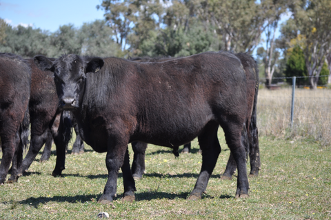 21 Quality line of Narranmore Feeder Steers - WEANER & YEARLING SALE - LOT 369
