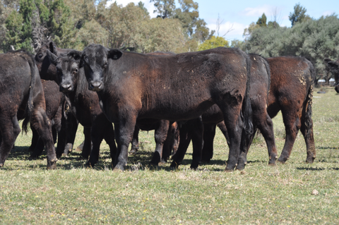 21 Quality line of Narranmore Feeder Steers - WEANER & YEARLING SALE - LOT 369