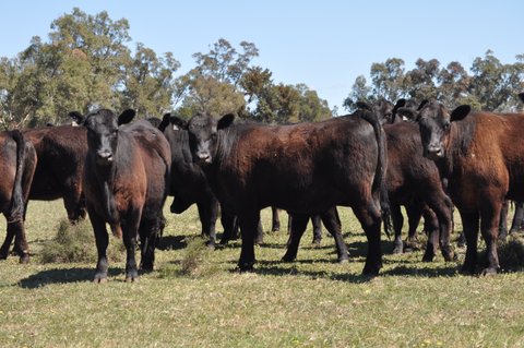 34 NSM large framed Narranmore blood Angus cows  - WEANER & YEARLING SALE - LOT 370