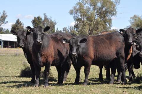 34 NSM large framed Narranmore blood Angus cows  - WEANER & YEARLING SALE - LOT 370