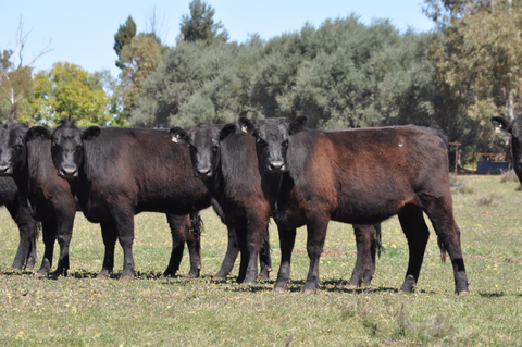 34 NSM large framed Narranmore blood Angus cows  - WEANER & YEARLING SALE - LOT 370