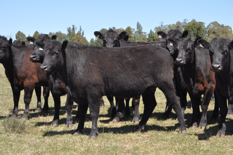 34 NSM large framed Narranmore blood Angus cows  - WEANER & YEARLING SALE - LOT 370