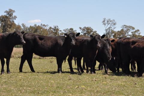 34 NSM large framed Narranmore blood Angus cows  - WEANER & YEARLING SALE - LOT 370