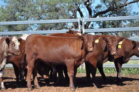 14 NSM EU ACCREDITED SHORTHORN HEIFERS - WEANER & YEARLING SALE Lot 372