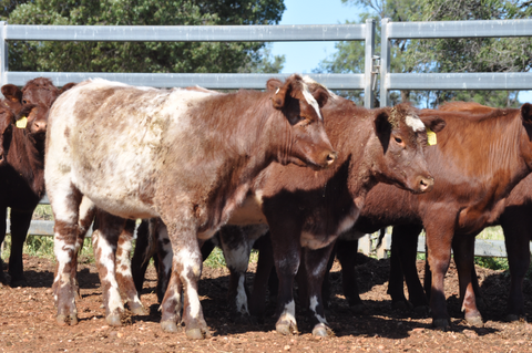 14 NSM EU ACCREDITED SHORTHORN HEIFERS - WEANER & YEARLING SALE Lot 372