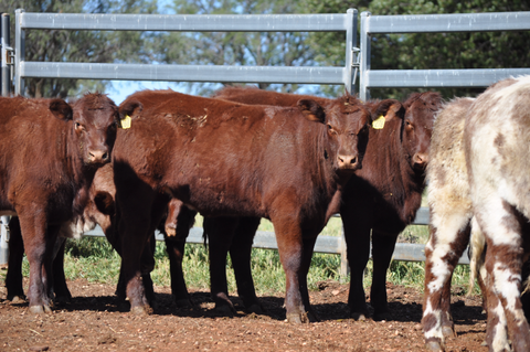 14 NSM EU ACCREDITED SHORTHORN HEIFERS - WEANER & YEARLING SALE Lot 372