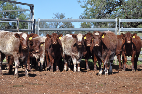 14 NSM EU ACCREDITED SHORTHORN HEIFERS - WEANER & YEARLING SALE Lot 372