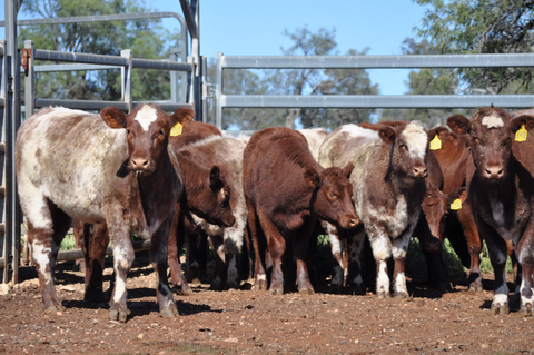 14 NSM EU ACCREDITED SHORTHORN HEIFERS - WEANER & YEARLING SALE Lot 372